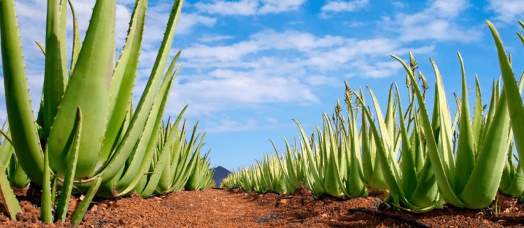 Biogeba,  Diez años de experiencia en el cultivo ecológico del Aloe Vera