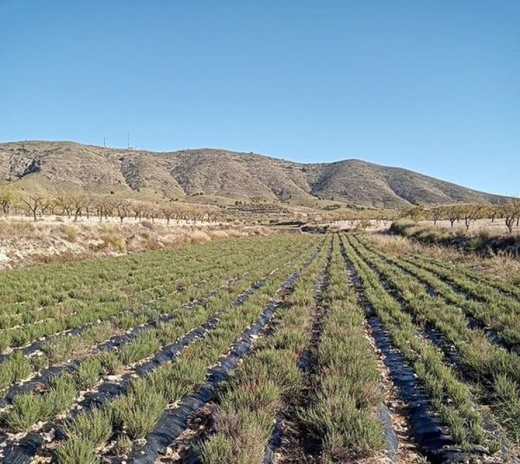El Ayuntamiento concede una subvención de 10.000 euros a la Asociación de Productores y Transformadores de  Plantas Aromáticas de las Tierras Altas de #Lorca