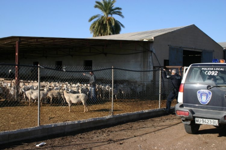 Se convoca mañana (20:30 horas) a los ganaderos del municipio de Totana a una asamblea general en el Centro Sociocultural "La Cárcel" para abordar la legalización de las explotaciones