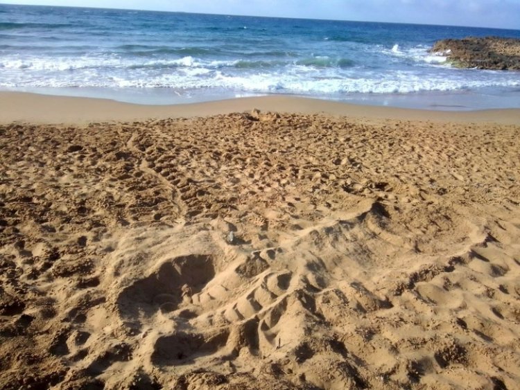Detectado el primer intento de anidamiento de tortuga boba en costas de la Región de Murcia durante el actual verano